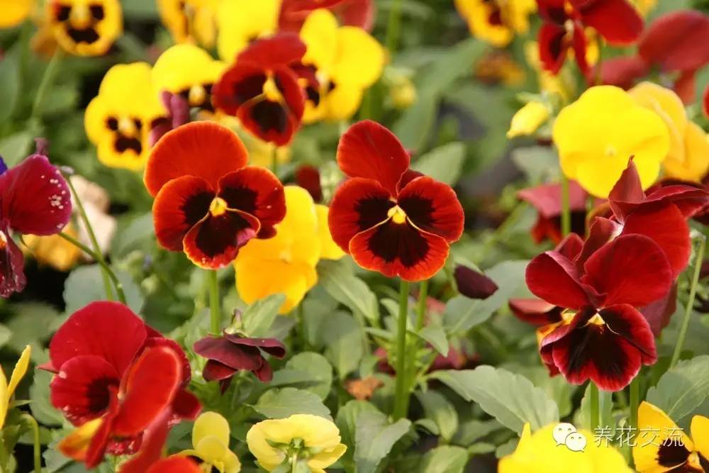 20种一二年生花卉,22种花朵