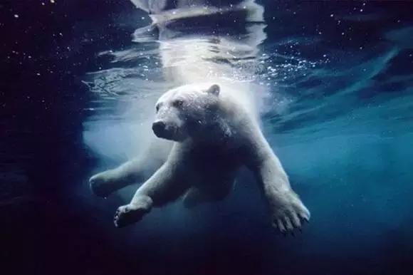 孩子喜欢的动物园,孩子喜欢的动物你绝对想不到