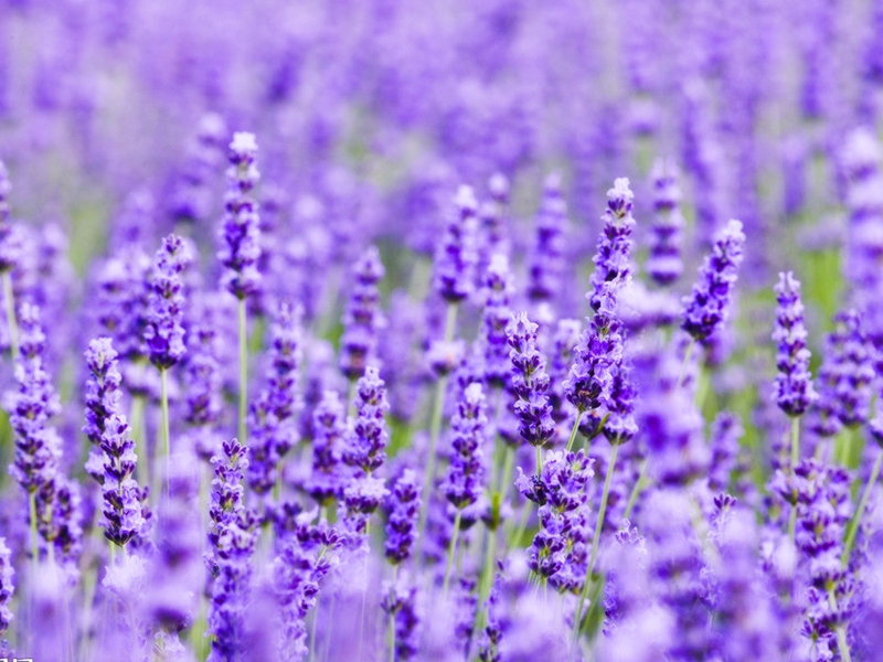 薰衣草扦插方法图解简单易学,已长花的薰衣草如何扦插