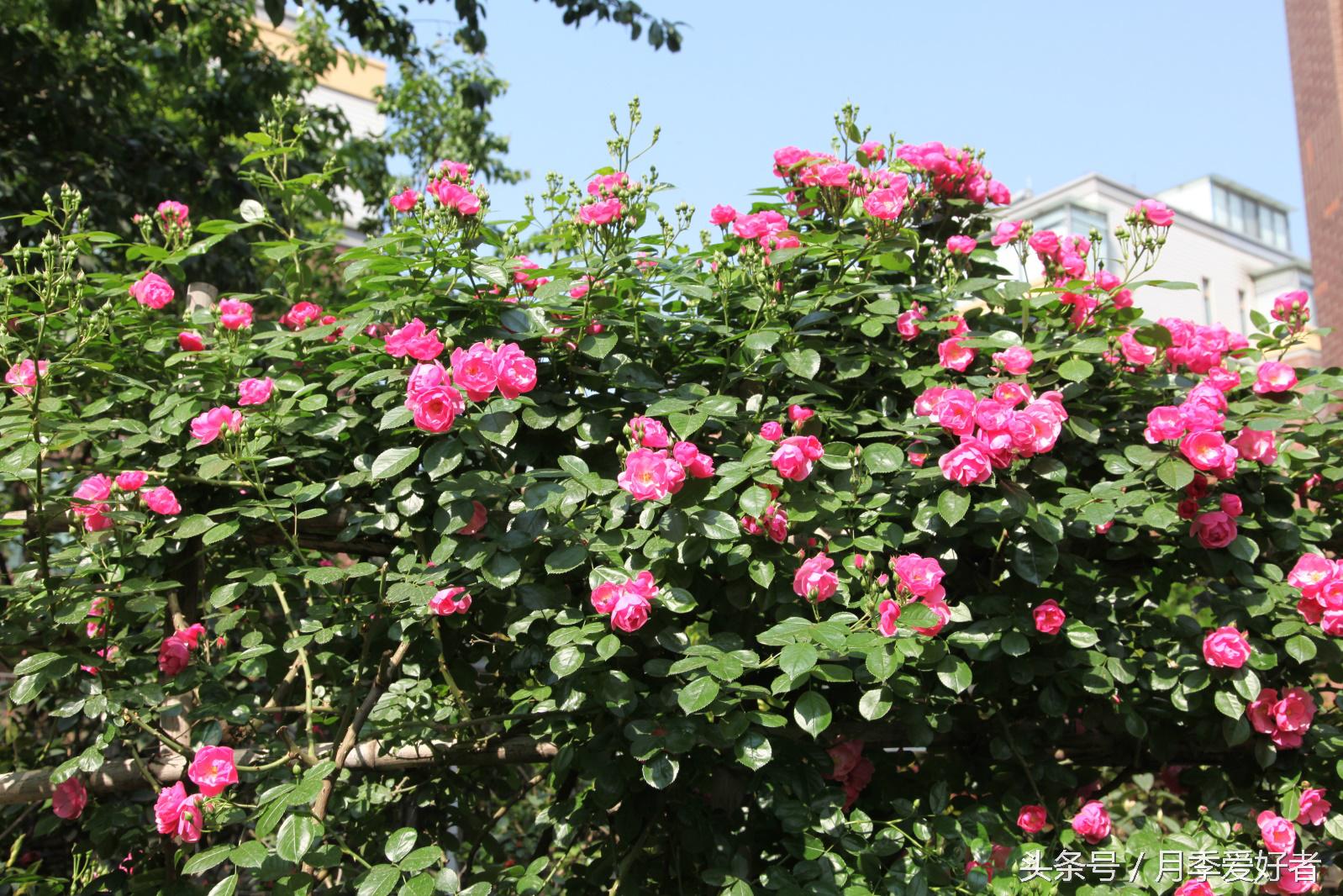 爬墙玫瑰月季与蔷薇区别,蔷薇和玫瑰都属于月季吗