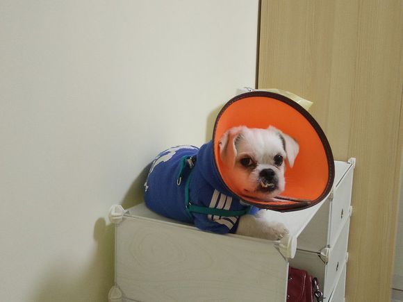 拯救狗狗不被蜜蜂蜇,拯救狗狗原版