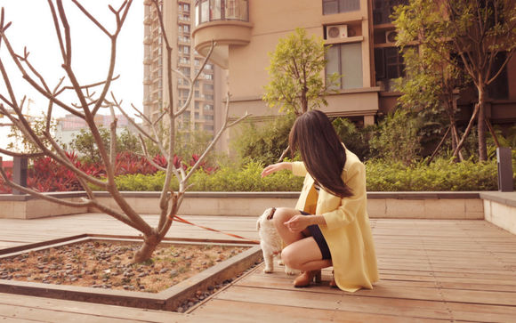 拯救狗狗不被蜜蜂蜇,拯救狗狗原版