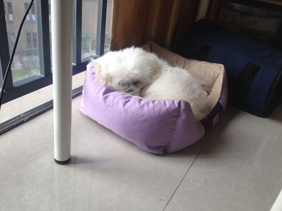 拯救狗狗不被蜜蜂蜇,拯救狗狗原版