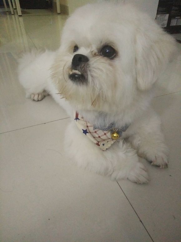 拯救狗狗不被蜜蜂蜇,拯救狗狗原版