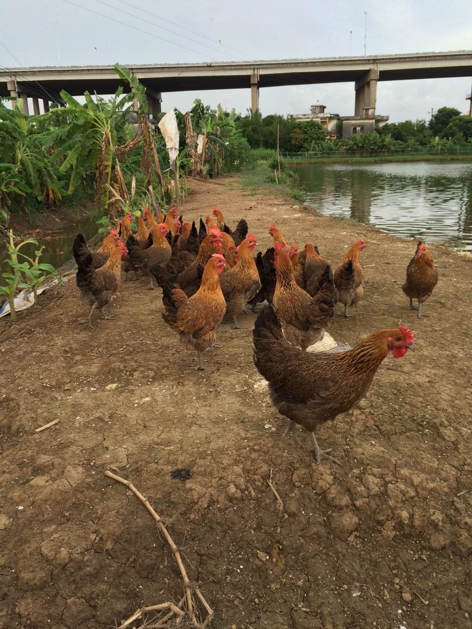顺德农庄美食推荐,顺德有哪些好吃的山上农庄