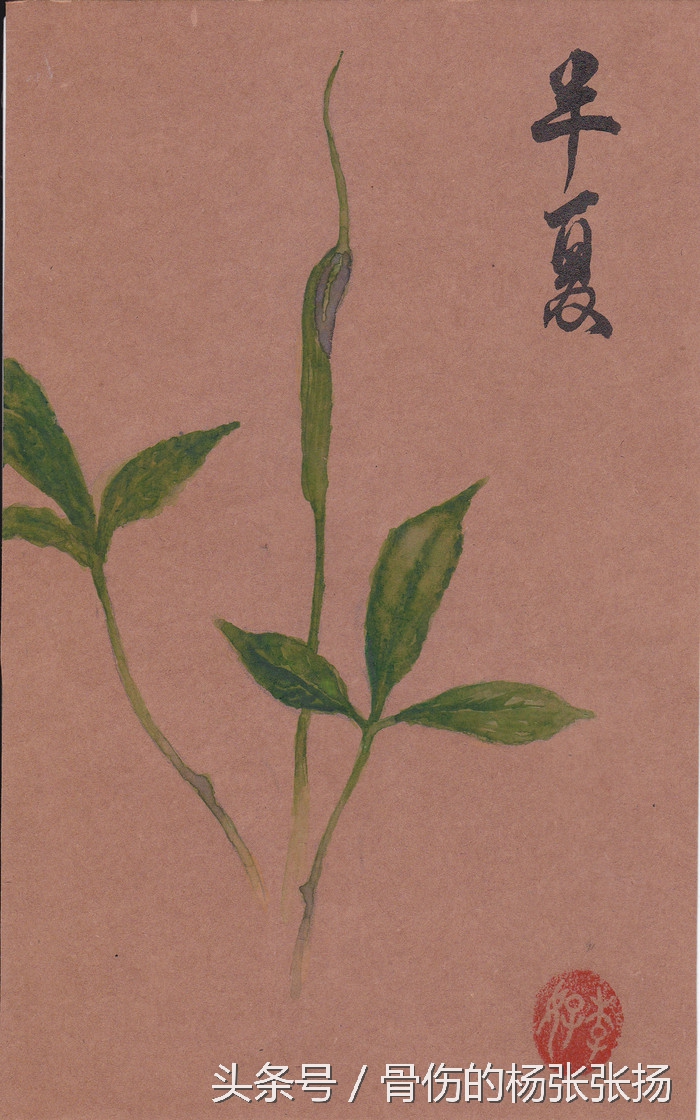 每日一药半夏的功效,半夏每日用量