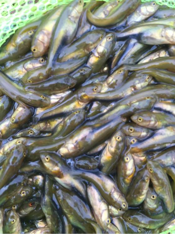 河里捞上来的小鱼叫什么,河里随便一捞就有一堆小鱼苗