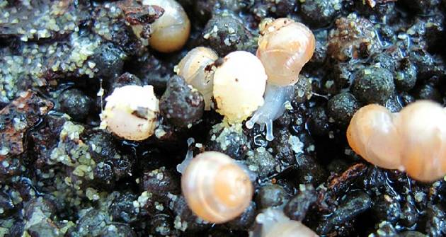 蜗牛为什么有营养,蜗牛为什么会产生大量的热