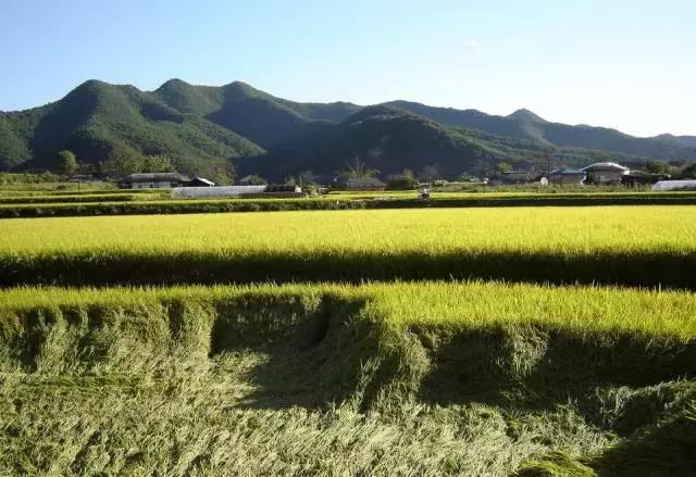 济州岛对中国一直免签吗,济州岛是对全球免签的吗