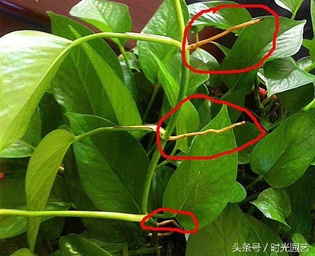 水培绿萝的自然笔记,水培绿萝和水培吊兰