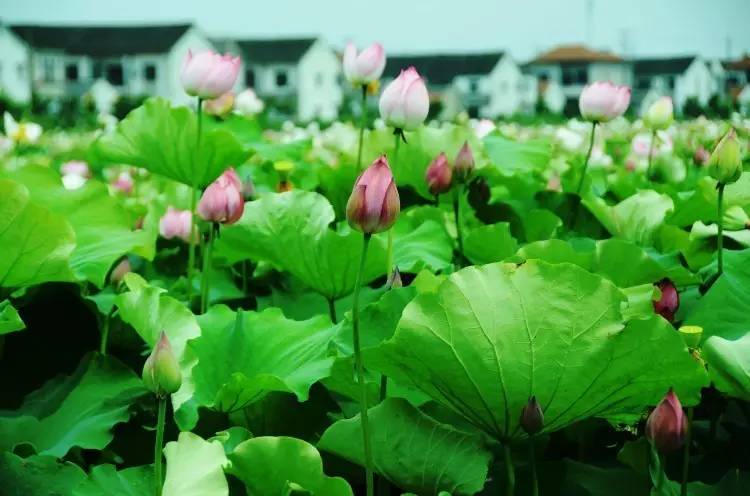 上海松江哪里好玩又免费的,六月松江游玩路线攻略