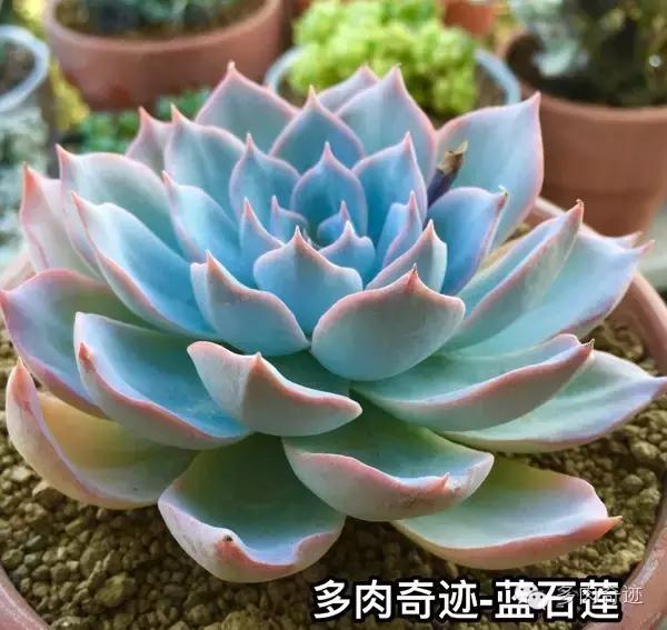 多肉咱们支持国货