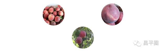 永定区冬桃新鲜采摘等你来,果园现摘冬桃脆甜