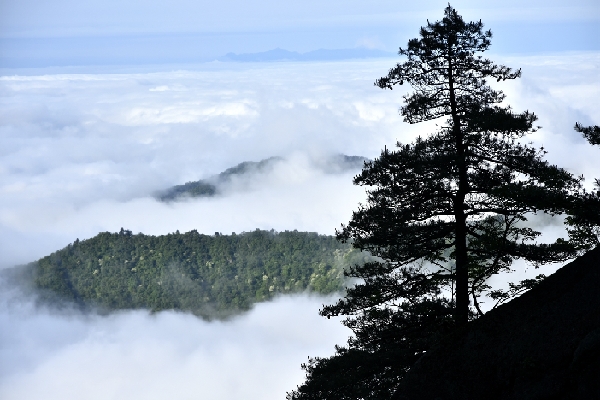 黄山四绝奇松迎客松,黄山五绝和黄山五胜