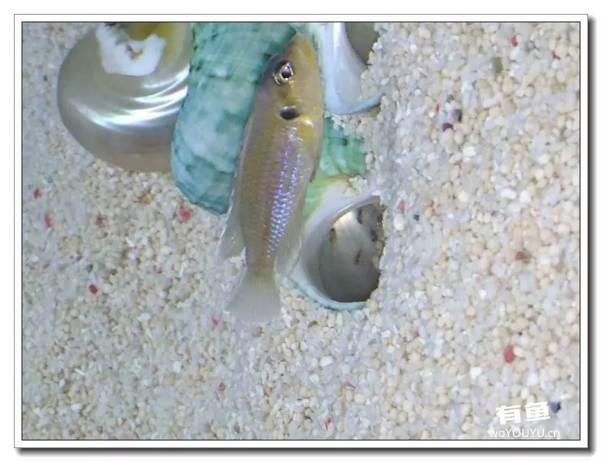 养了一个月的鱼突然大批死亡,斗鱼孵化后小鱼换水团灭