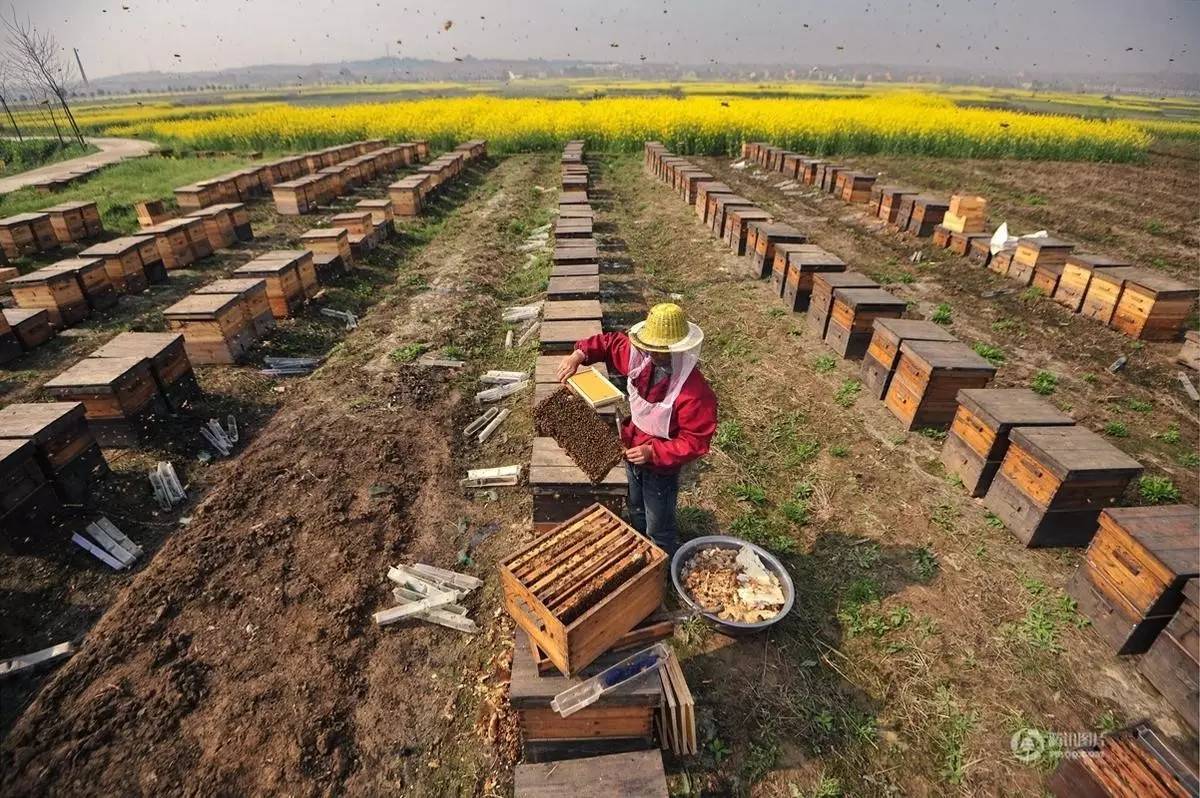 蜂蜜结晶如何判断好与坏,蜂蜜结晶好不好