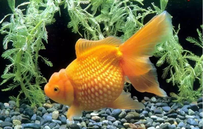 水族百科用草缸养金鱼,你要注意哦!