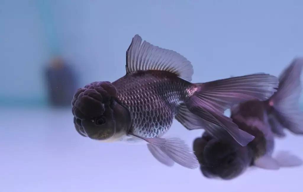 水族百科用草缸养金鱼,你要注意哦!