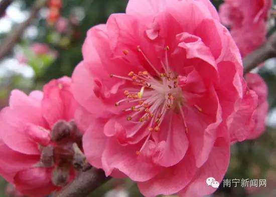 南宁漫山遍野的格桑花盛开,南宁最美小众花海