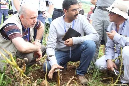 云南昭通马铃薯春耕,昭通马铃薯种植基地