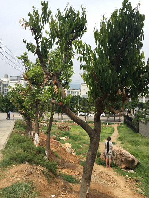 鏄嗘槑缁垮寲杩囧啲,鏄嗘槑鍐讳激澶ф浣滅墿