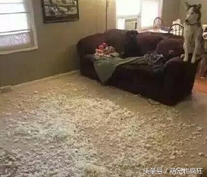 蠢狗哈士奇,养一只蠢萌的哈士奇是怎样的体验