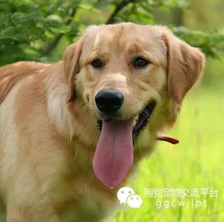 狗狗呼吸急促的原因与解决方法,狗狗呼吸急促死亡是什么原因