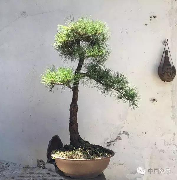 养盆景有灵性吗,养松树盆景的乐趣