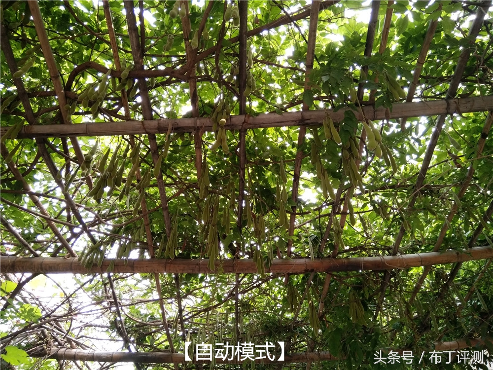 不止是1600万像素柔光自拍，vivox7全面体验评测！