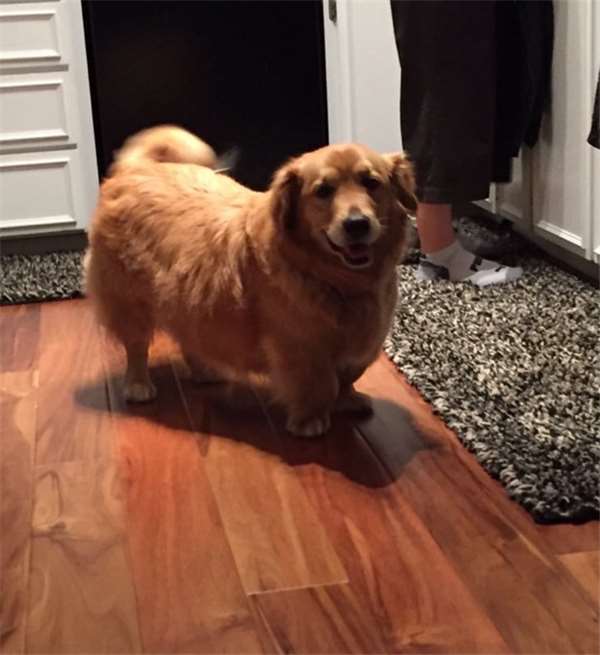 柯基和土狗的混血儿,马犬和柯基的混血后代