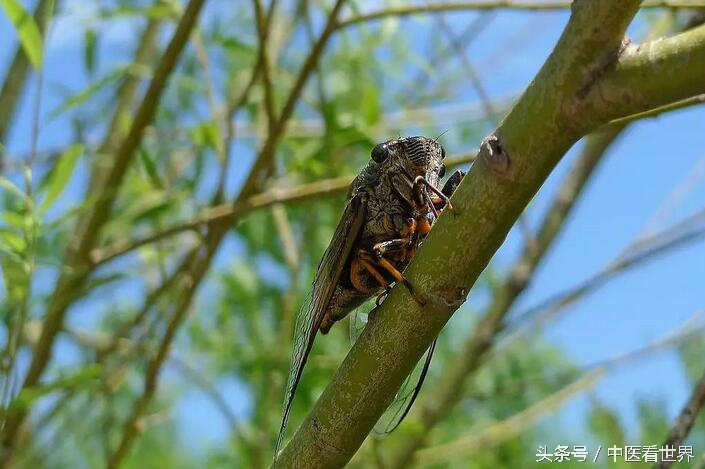 夏天能用什么药治皮肤病,夏天最管用的几种药