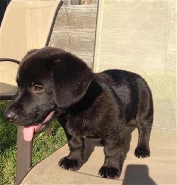 柯基和土狗的混血儿,马犬和柯基的混血后代