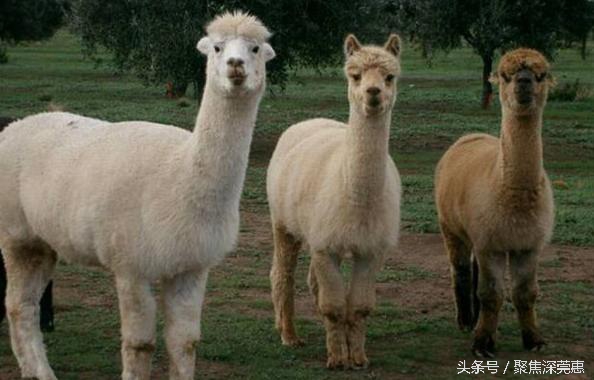 深圳一套房（ju）钱（kuan），出国能买什么？看完懵B了