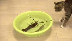 当霸气喵星人对上大龙虾，气氛不算融洽，整只猫都感觉不太好了！