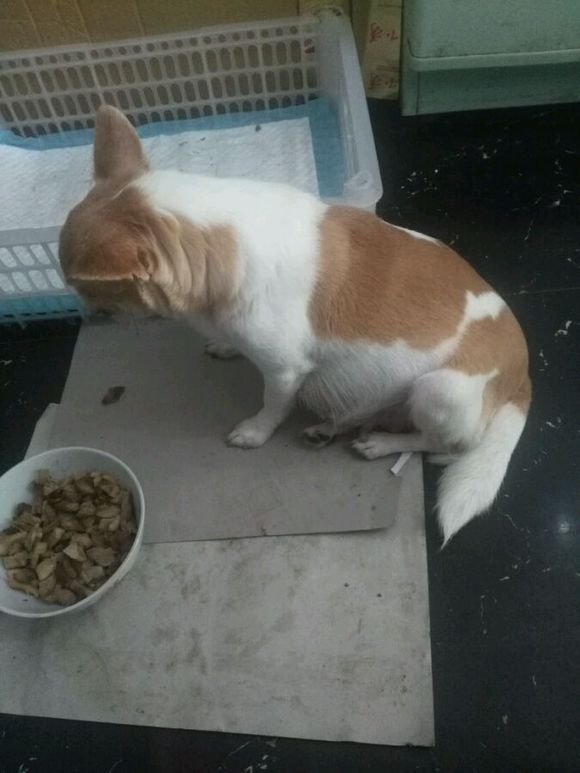 吉娃娃有没有怀孕肚子却很大,吉娃娃第一次来例假就怀孕了