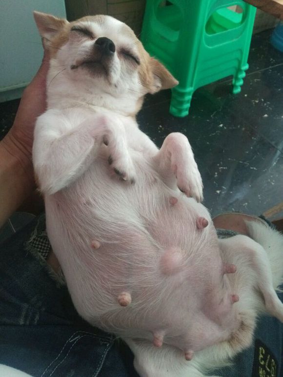 吉娃娃有没有怀孕肚子却很大,吉娃娃第一次来例假就怀孕了