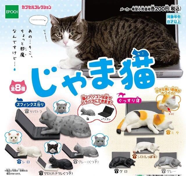 什么萌物好养又干净又便宜,萌物推荐