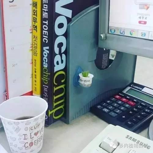 多肉植物韩国小芦荟,多肉花盆韩国拇指盆