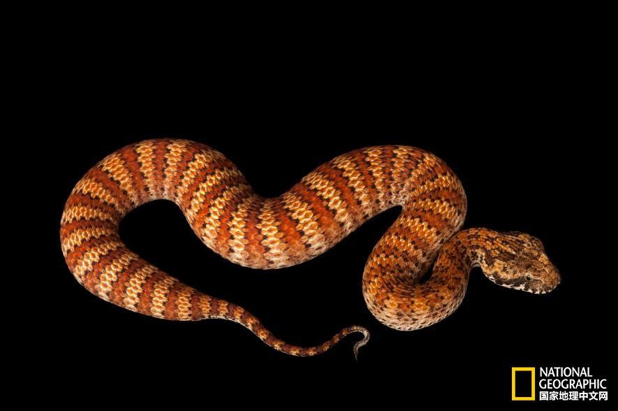 魔鬼充满诱惑力,原来恶魔也能被撩