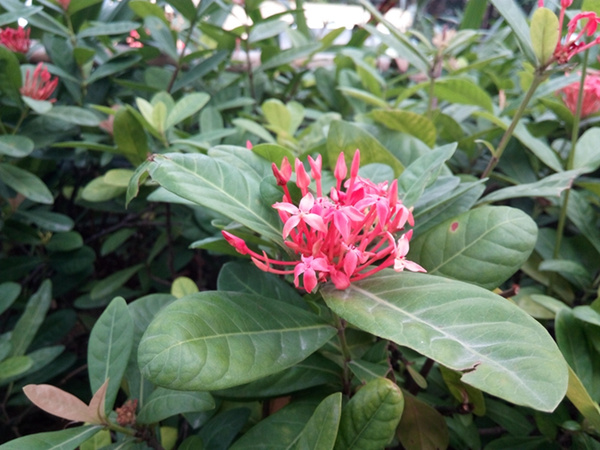 中兴bladea1手机,中兴手机bladea2怎么样