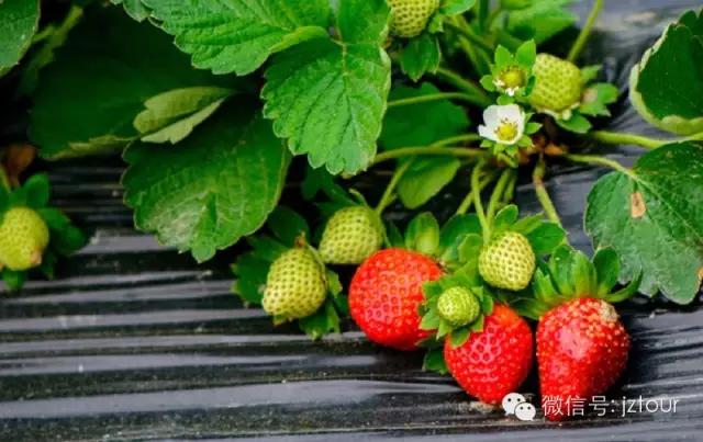 全国十大草莓节,草莓文化节开幕式
