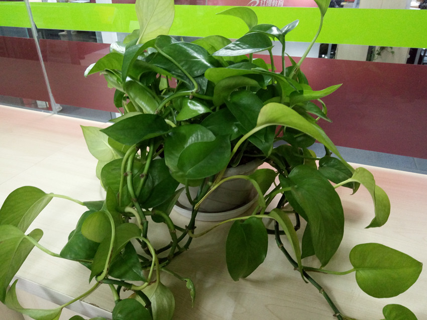 vivox6上手体验,vivox6使用感受