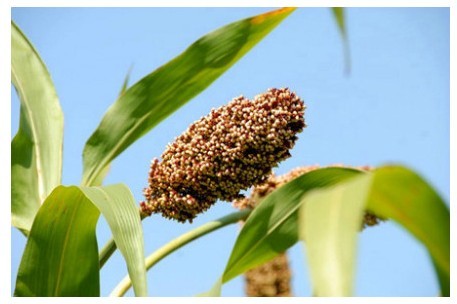 五谷杂粮食疗养生的功效有哪些,养生五谷粥里都有什么