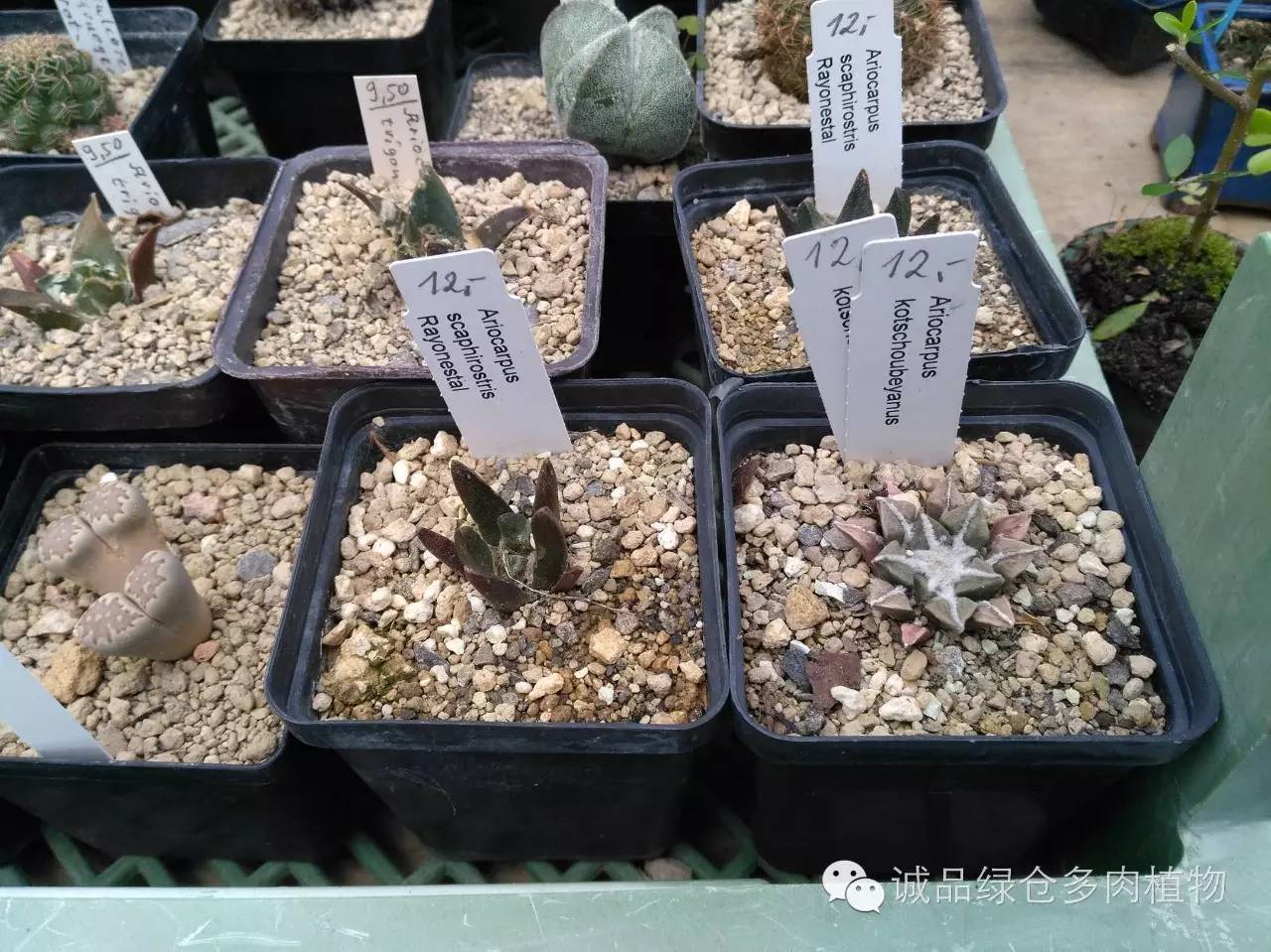 关于逛多肉市场,北方最大的多肉市场