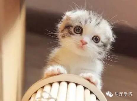 什么星座最受男生欢迎,12星座最受欢迎排行榜