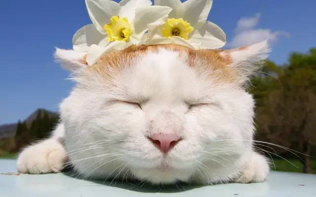 当有人说你胖时如何阴阳回击,别人损你胖怎么回击