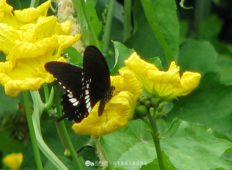 蛇形山镇最新诈骗案,蛇形山镇缅甸诈骗案
