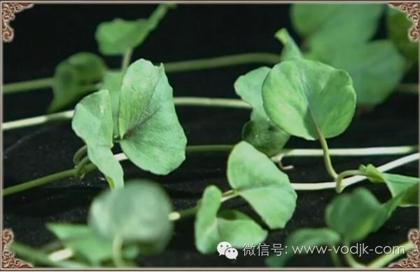 解毒散结的药排名第一,十大解毒药排名