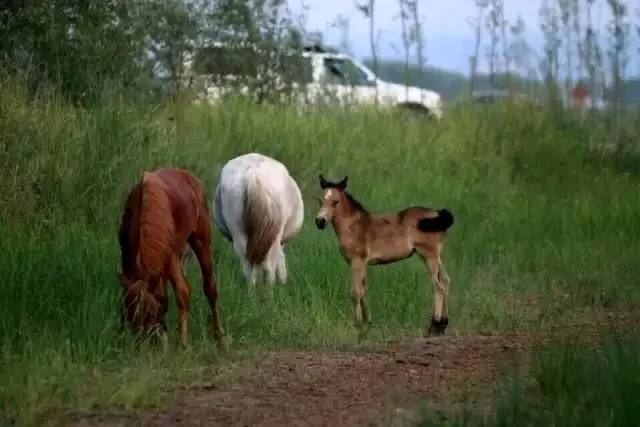 韩城黄河骑马,韩城古城骑马