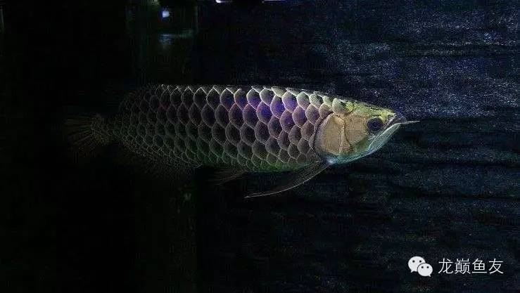 养龙三部曲,你学会了吗?